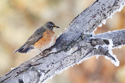 american robin 011910_MG_8471