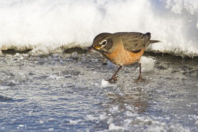 american robin 011910_MG_8606
