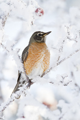 american robin 011910_MG_8666