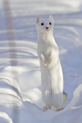 weasel 011410_MG_8004