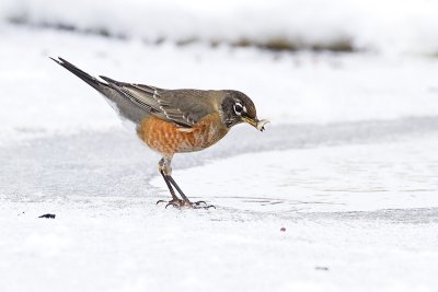 american robin 012010_MG_8789