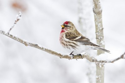 common redpoll 012310_MG_9317