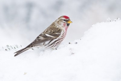 common redpoll 012310_MG_9689