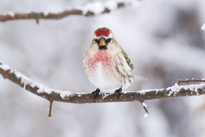 common redpoll 012310_MG_9812