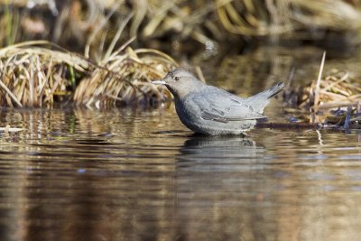 american dipper 020610_MG_2380