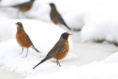 american robin 020210_MG_0624