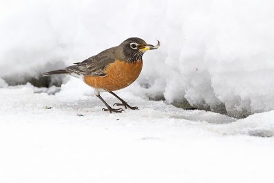 american robin 020210_MG_0770