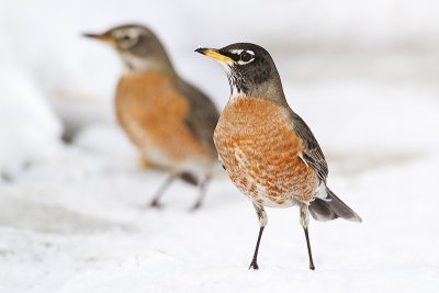 american robin 020410_MG_1183