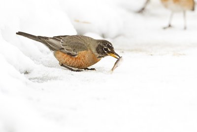 american robin 020410_MG_1610