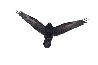 common raven 020210_MG_0889