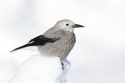 clark's nutcracker 020610_MG_1967