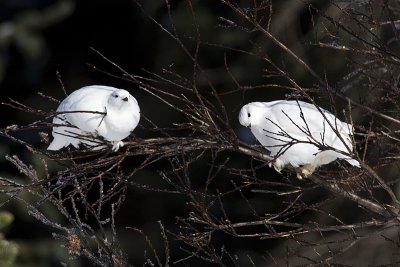 white-tailed ptarmigan 020610_MG_1839