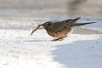 american robin 021110_MG_2571