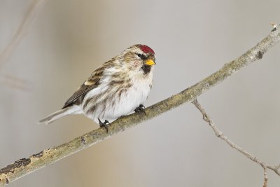 common redpoll 021310_MG_2955