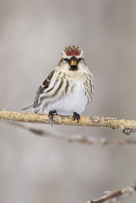 common redpoll 021310_MG_3272