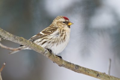 common redpoll 021310_MG_3484