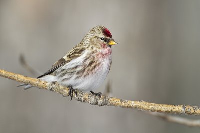 common redpoll 021310_MG_3572
