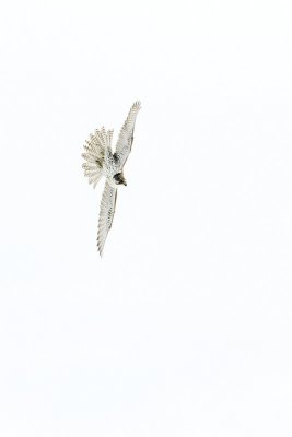 gyrfalcon 021510_MG_4225