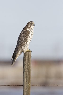 gyrfalcon 021510_MG_4390