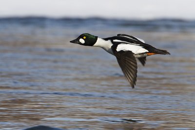 common goldeneye 022110_MG_5785