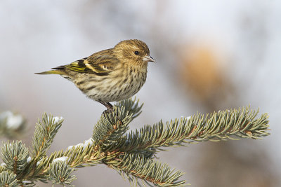 pine siskin 022110_MG_5483