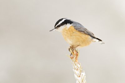 Nuthatches, Creepers, & Kinglets