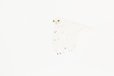 snowy owl 022010_MG_5164