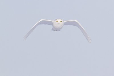 snowy owl 022110_MG_5937