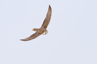 prairie falcon 022810_MG_6563