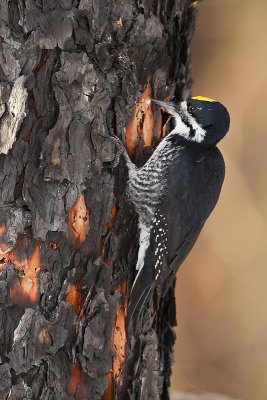 Black-backed Woodpeckers