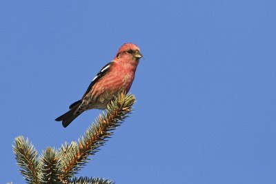 white-winged crossbill 030510_MG_6756