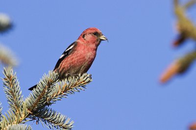 white-winged crossbill 030510_MG_6820