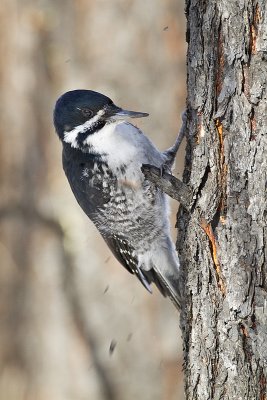 black-backed woodpecker 030610_MG_7970