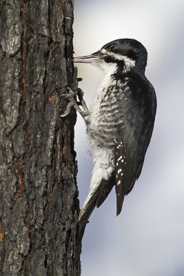 black-backed woodpecker 030610_MG_8071