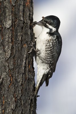 black-backed woodpecker 030610_MG_8078