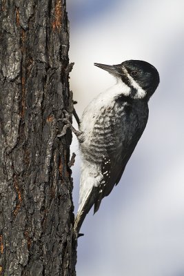 black-backed woodpecker 030610_MG_8079