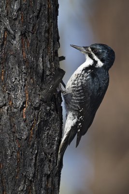 black-backed woodpecker 030610_MG_8138