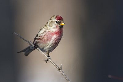 common redpoll 030610_MG_8533