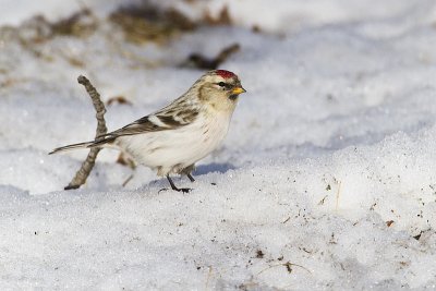 hoary redpoll 030610_MG_8478