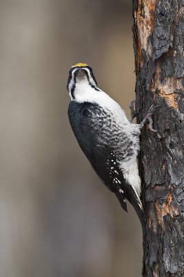 black-backed woodpecker 031310_MG_8797