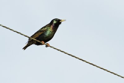 european starling 031410_MG_9161