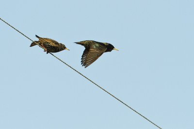 european starlings 031410_MG_9174