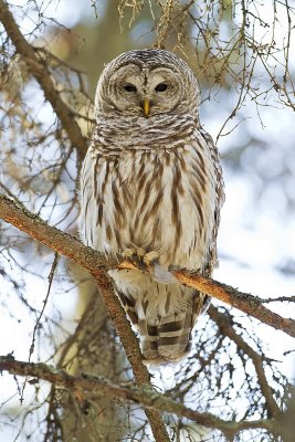 barred owl 031410_MG_9120