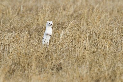 long-tailed weasel 032110_MG_9538