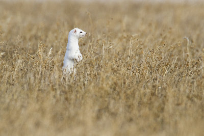 long-tailed weasel 032110_MG_9569