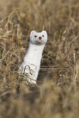 long-tailed weasel 032110_MG_9651