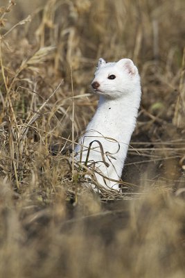 long-tailed weasel 032110_MG_9653