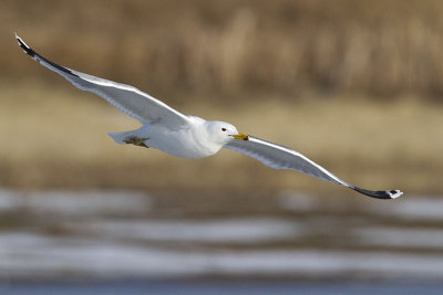 california gull 032510_MG_9958
