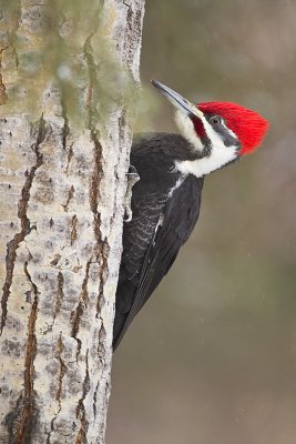 pileated woodpecker 032610_MG_0253