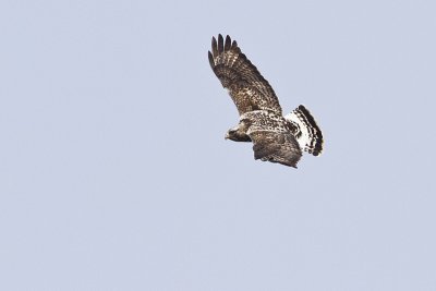 rough-legged hawk 032710_MG_0508